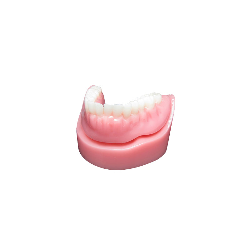 CLEAR BASE DENTAL TYPODONT IMPLANT TEETH MODE TOOTH MODEL FOR EDUCATION & STUDY