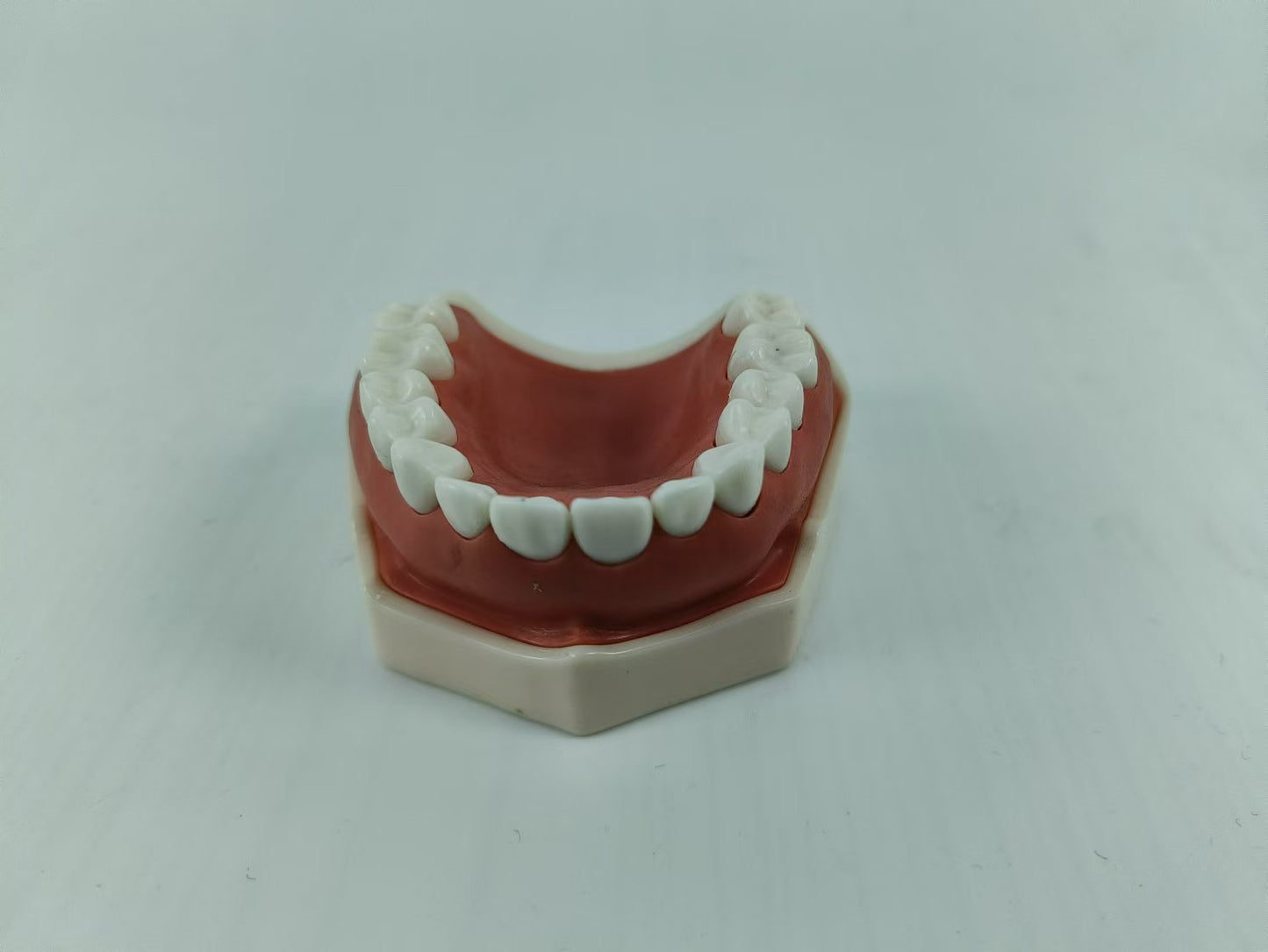 CLEAR BASE DENTAL TYPODONT IMPLANT TEETH MODE TOOTH MODEL