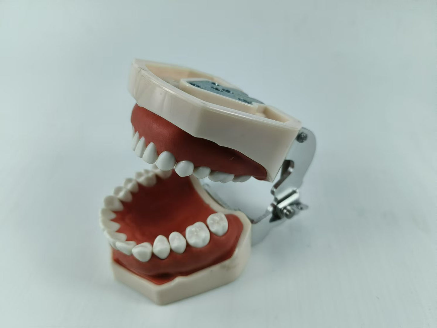 TYPODONT TEETH MODEL WITH REMOVABLE TEETH, 28 TEETH