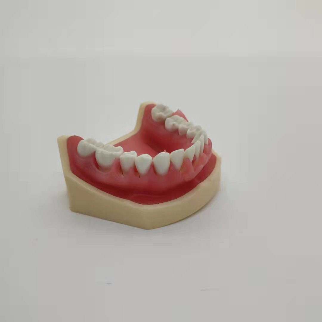 CLEAR RESIN DENTAL TEETH MODEL 1:1