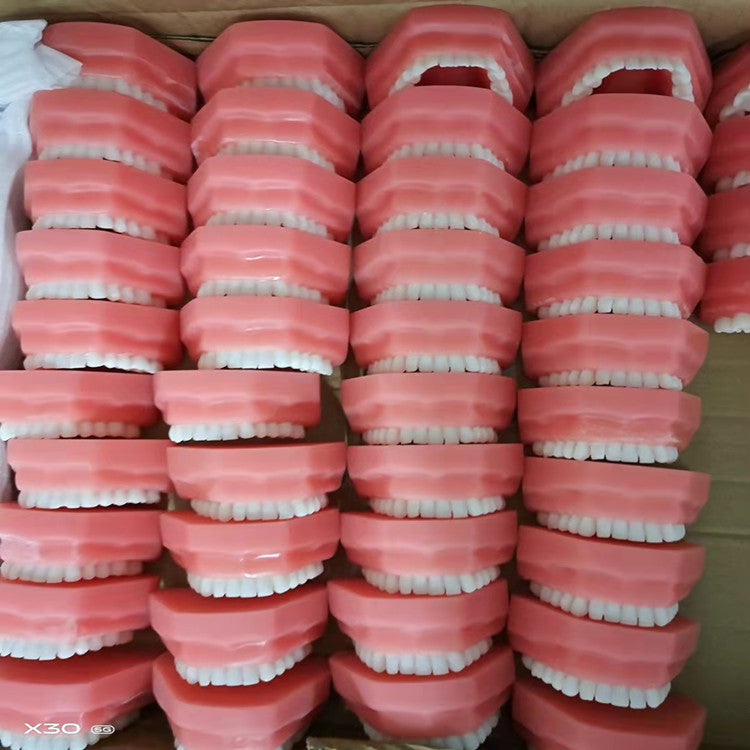 CLEAR RESIN DENTAL TEETH MODEL 1:1