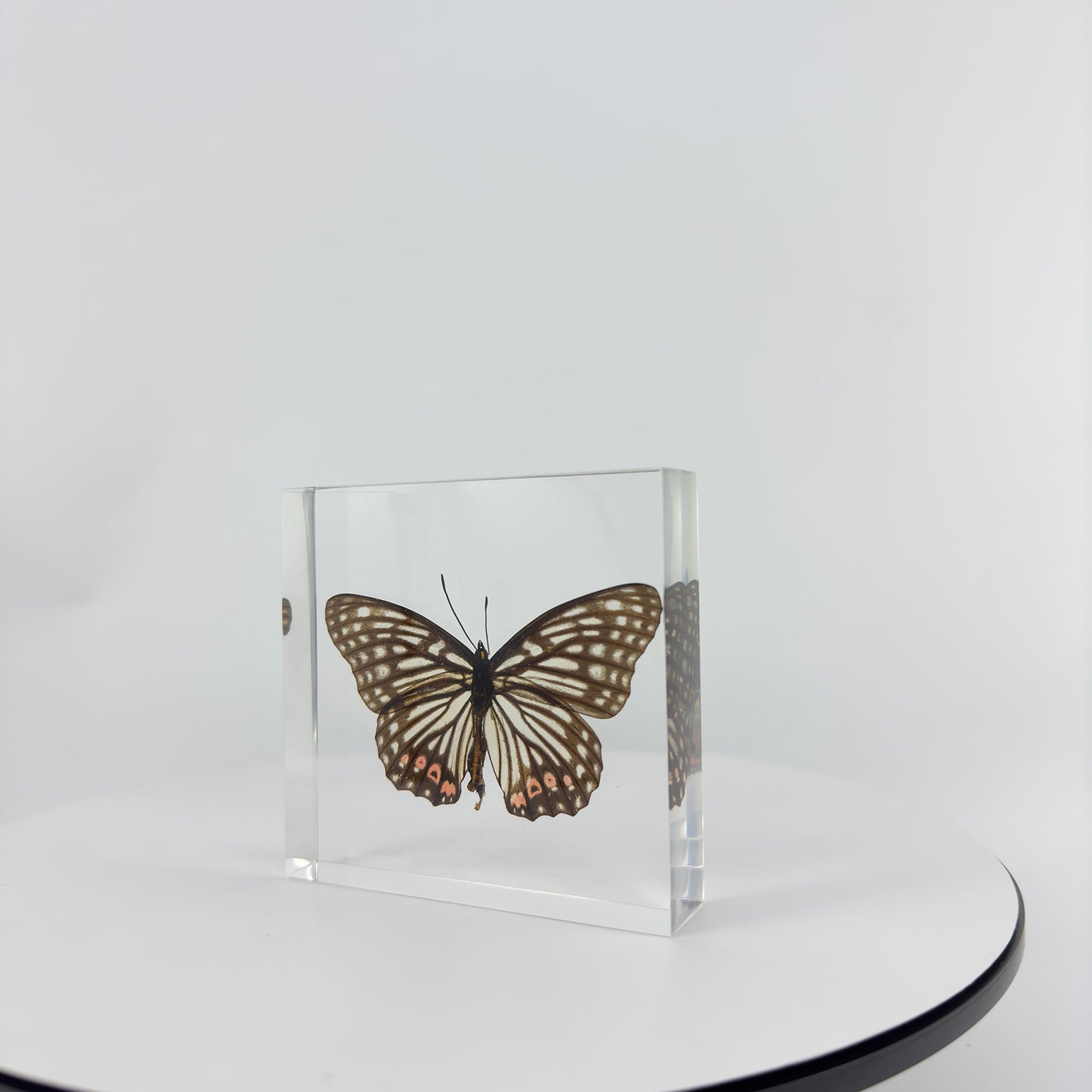 Transparent Resin Encapsulated Butterfly