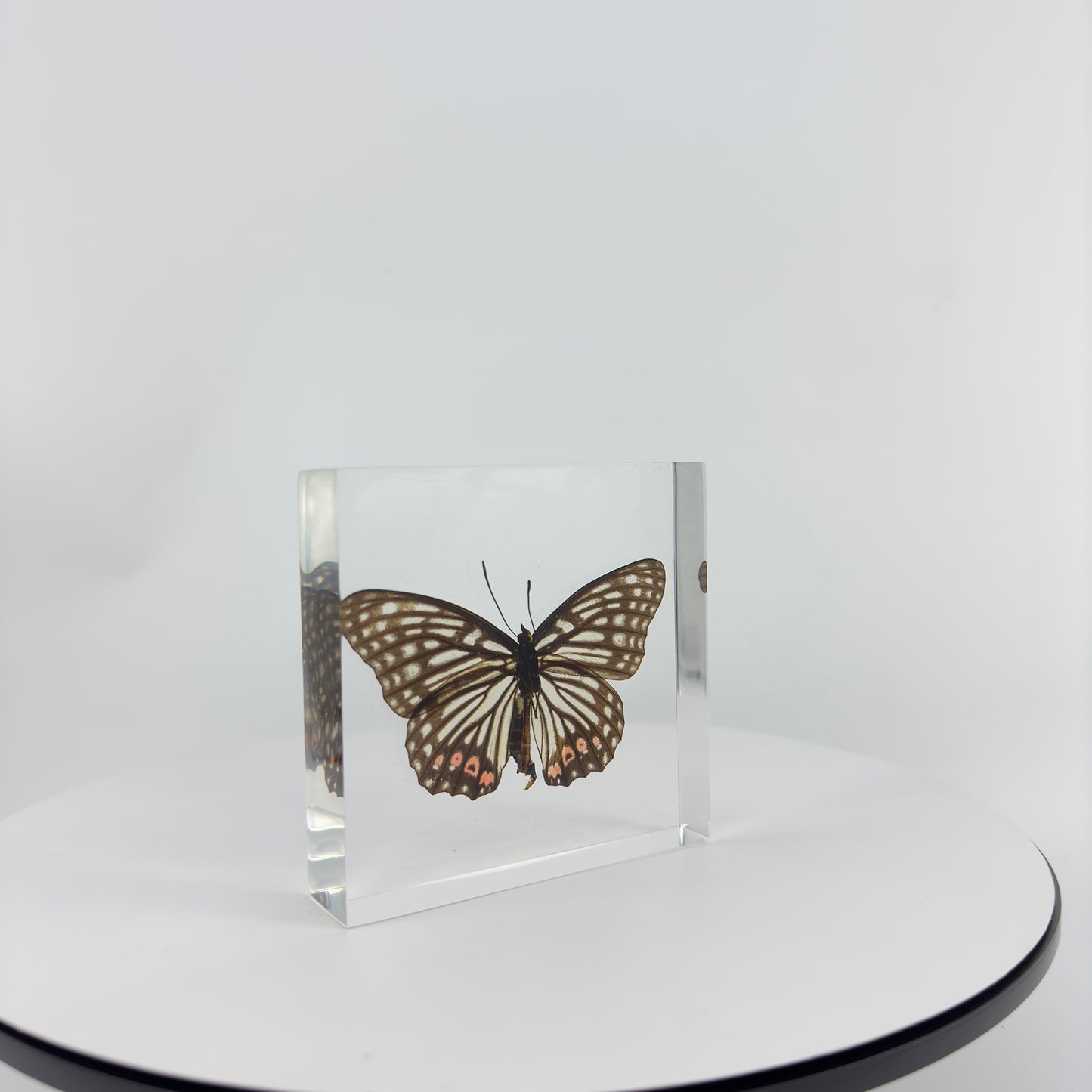Transparent Resin Encapsulated Butterfly