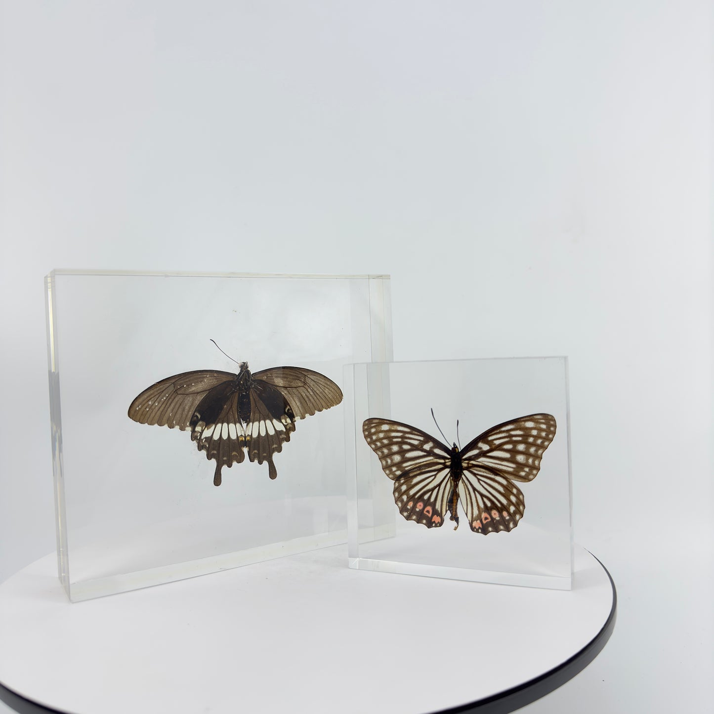 Transparent Resin Encapsulated Butterfly