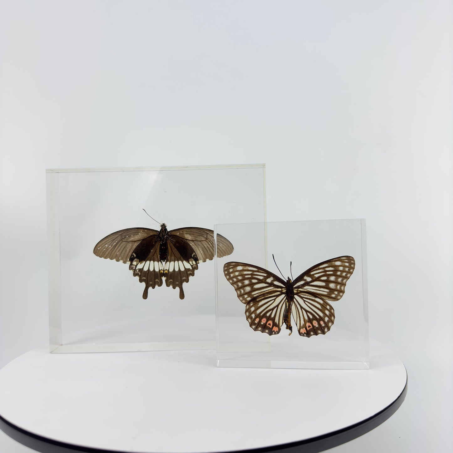 Transparent Resin Encapsulated Butterfly