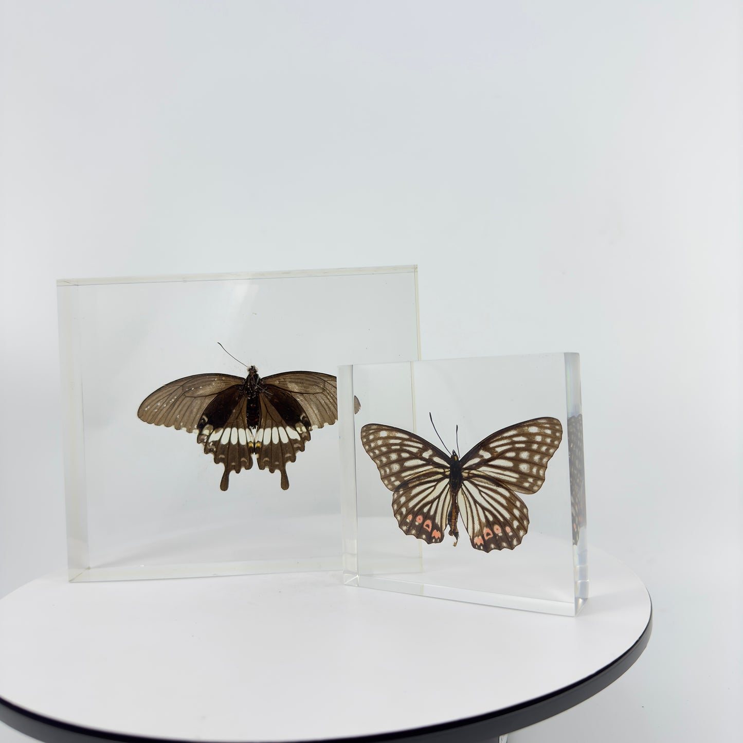 Transparent Resin Encapsulated Butterfly