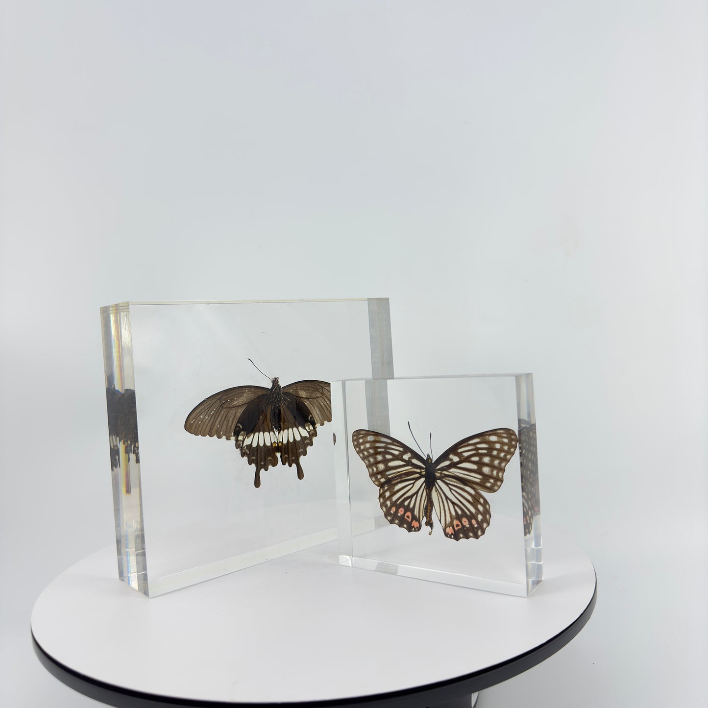 Transparent Resin Encapsulated Butterfly