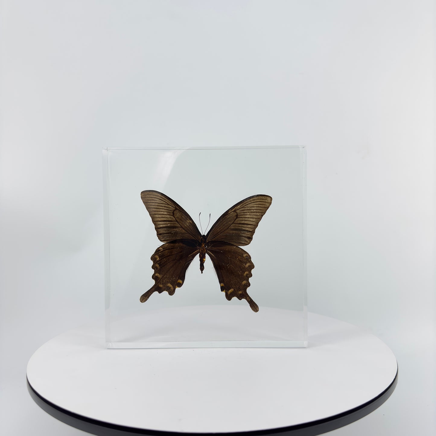 Transparent Resin Encapsulated Butterfly