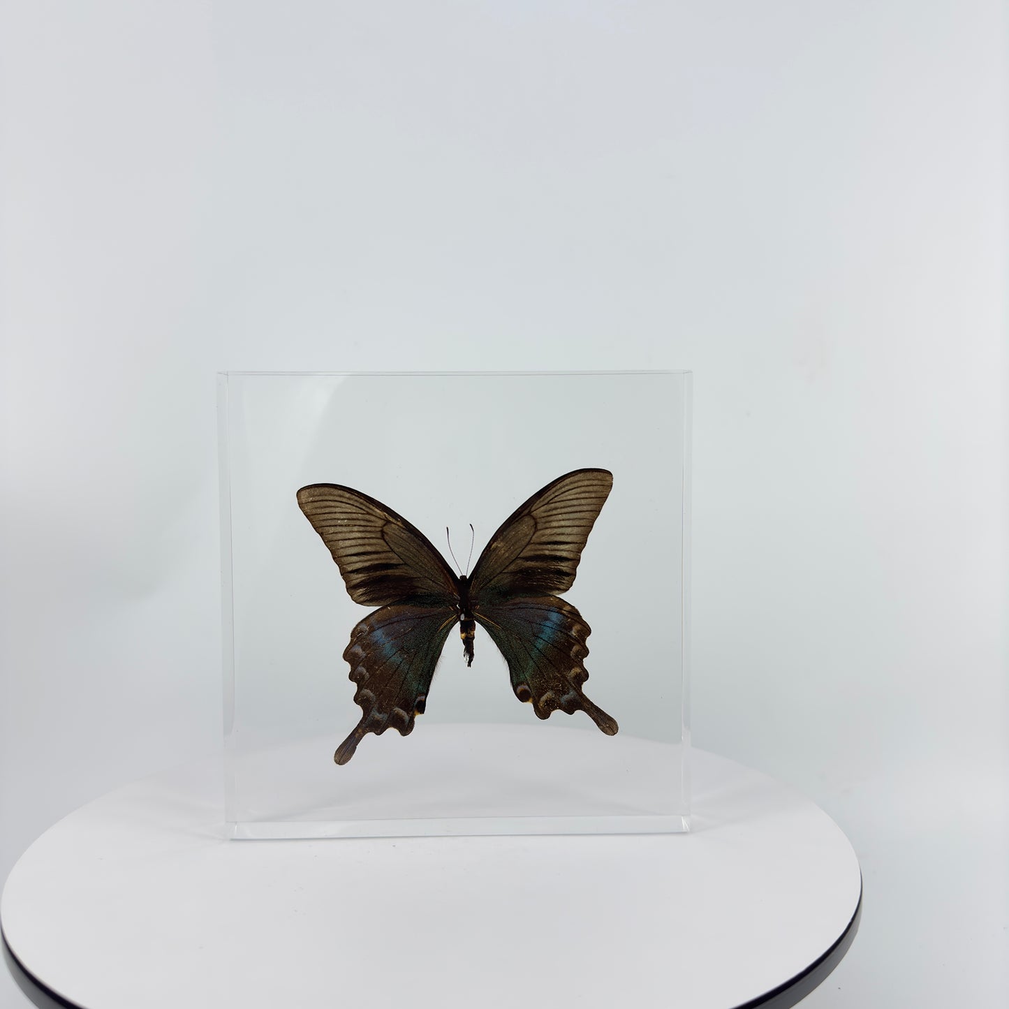 Transparent Resin Encapsulated Butterfly