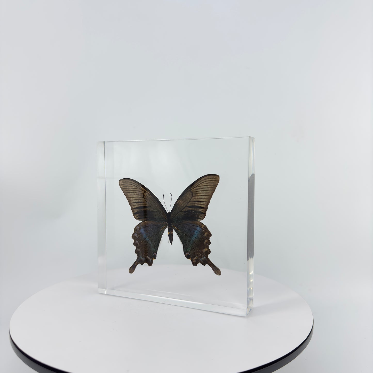 Transparent Resin Encapsulated Butterfly