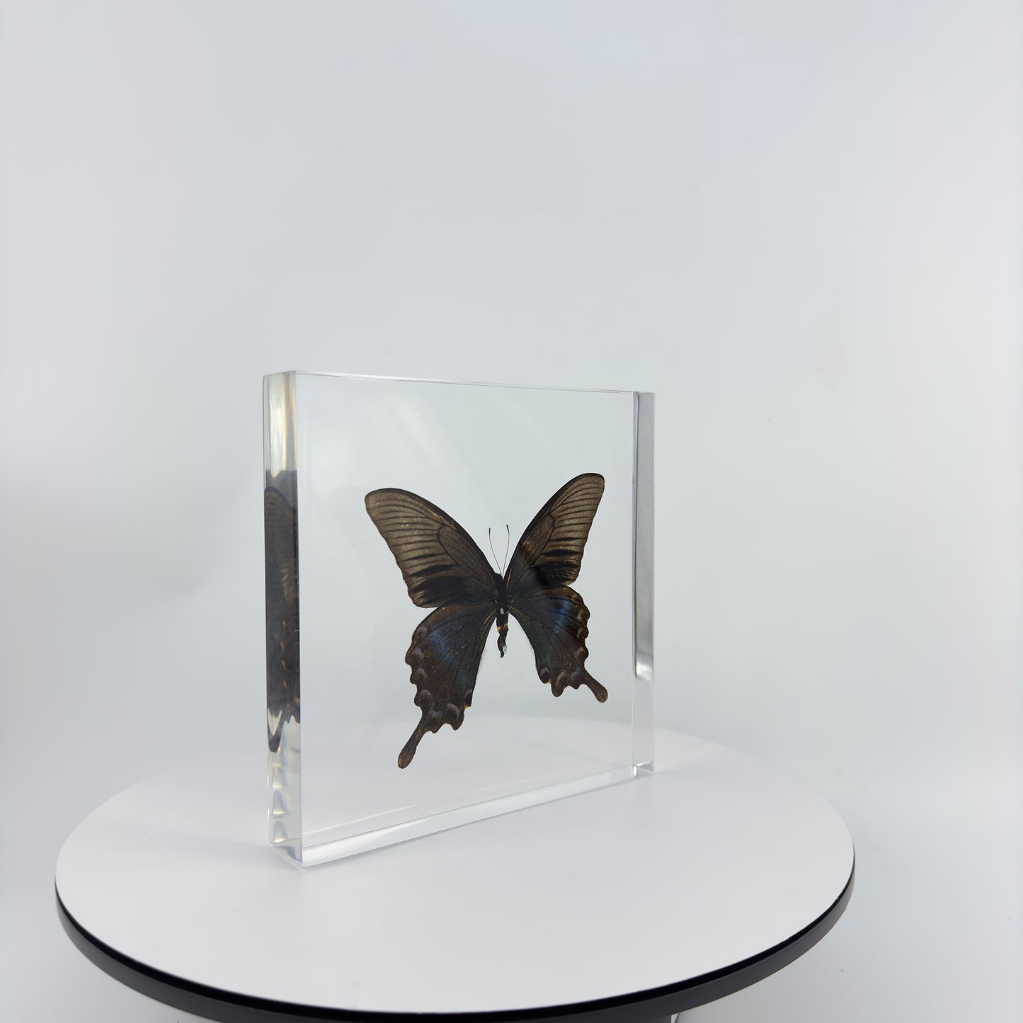Transparent Resin Encapsulated Butterfly