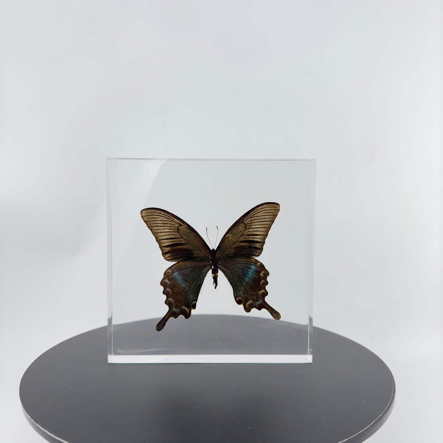 Transparent Resin Encapsulated Butterfly