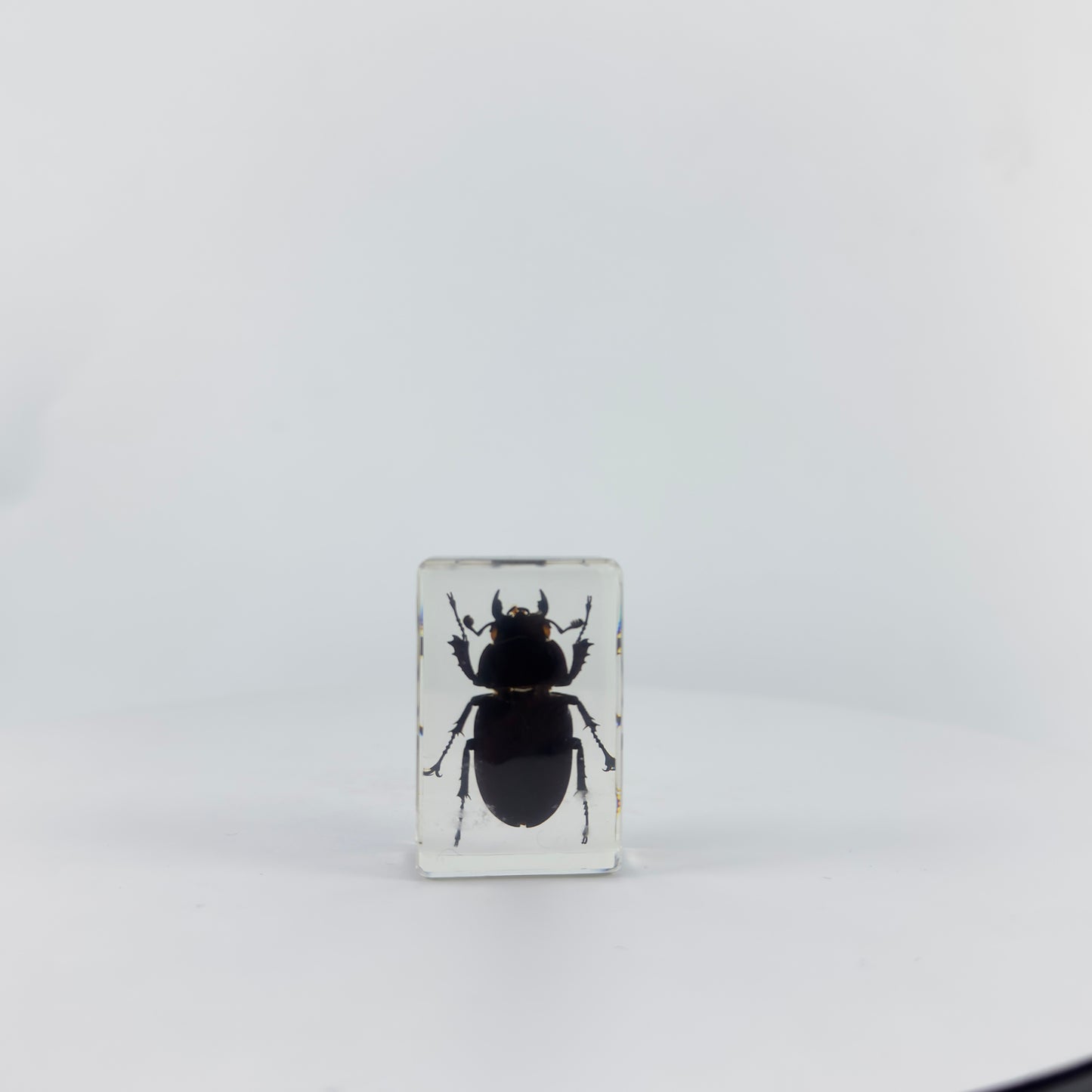 Transparent Resin Encapsulated Insect