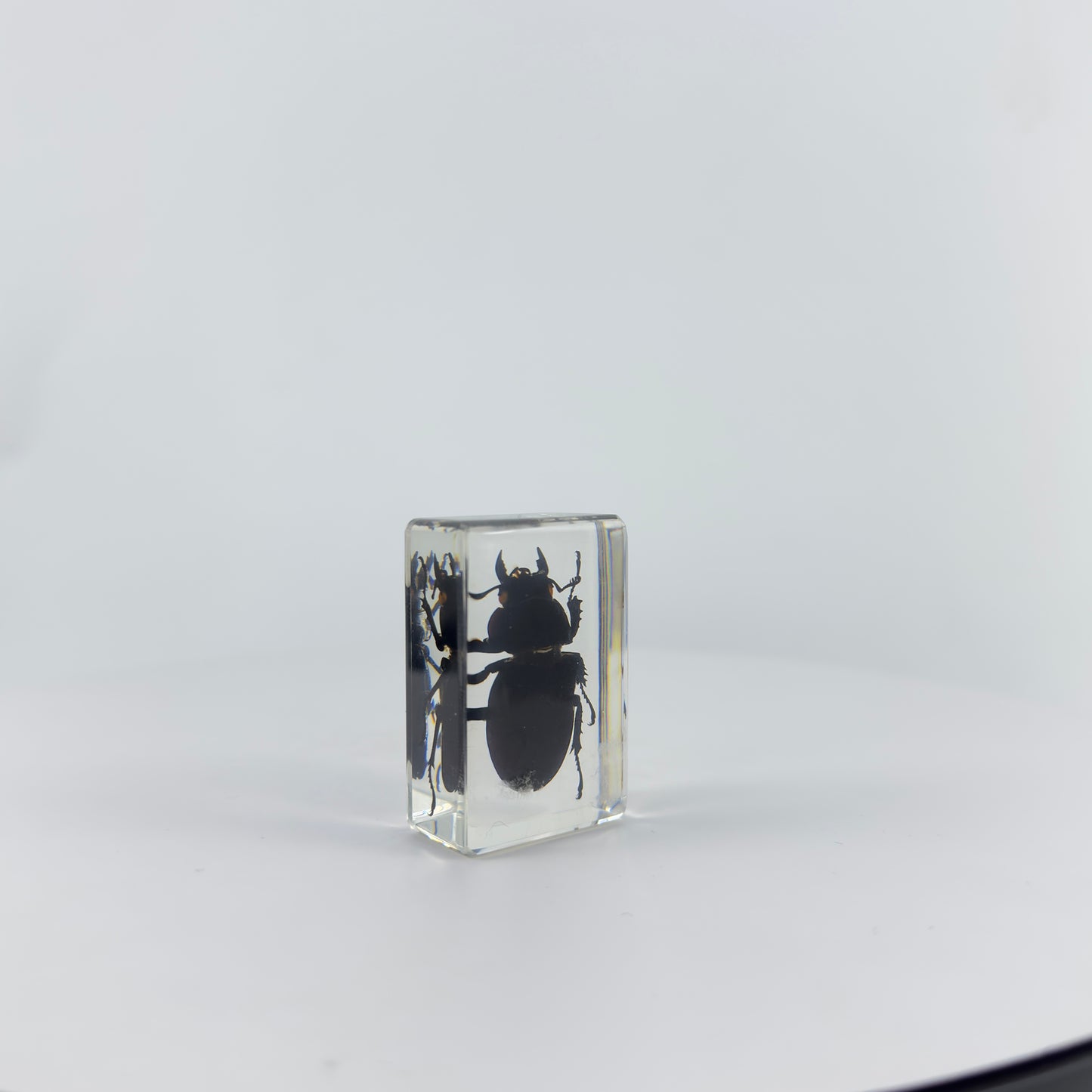 Transparent Resin Encapsulated Insect