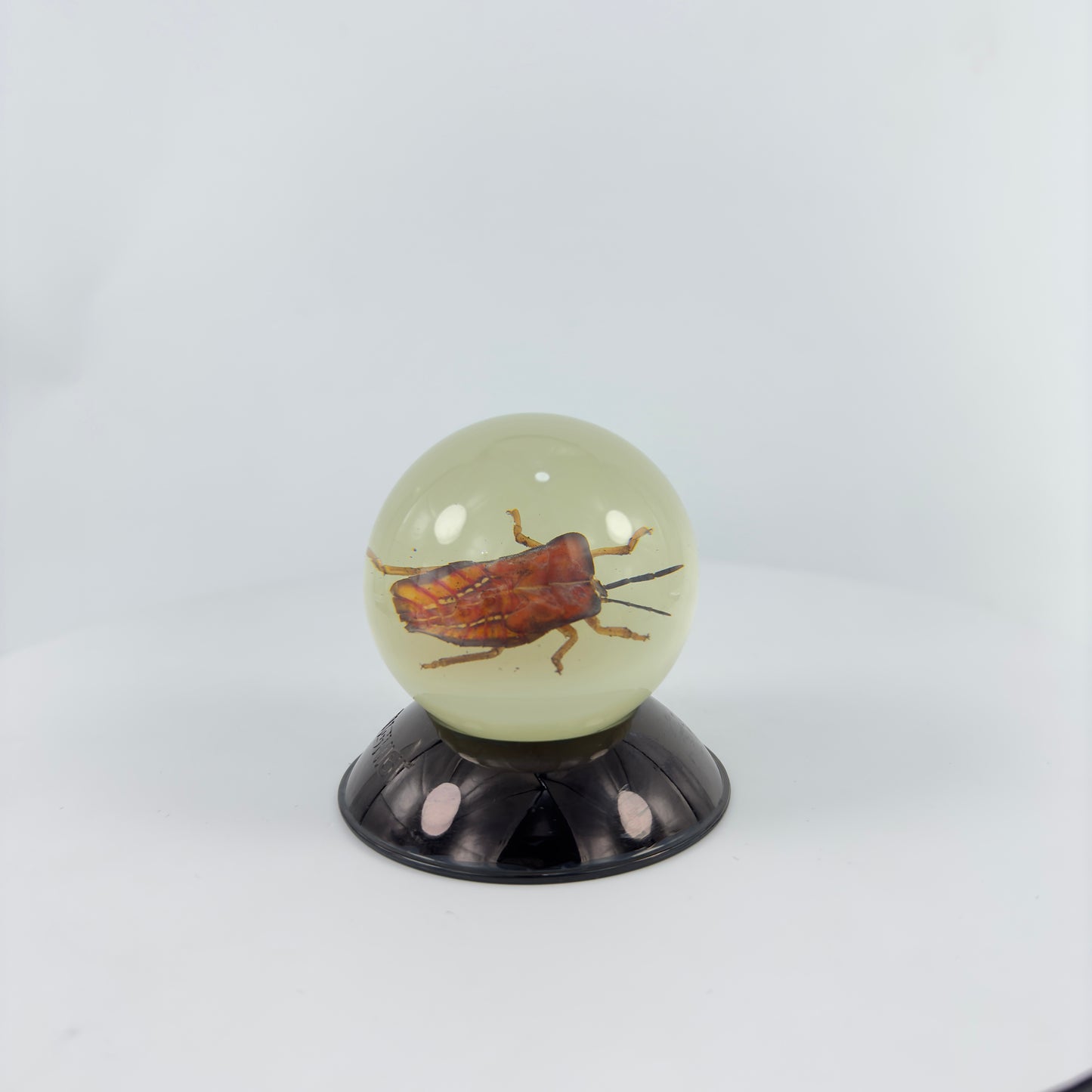 Transparent Resin Encapsulated Bee with Night Light