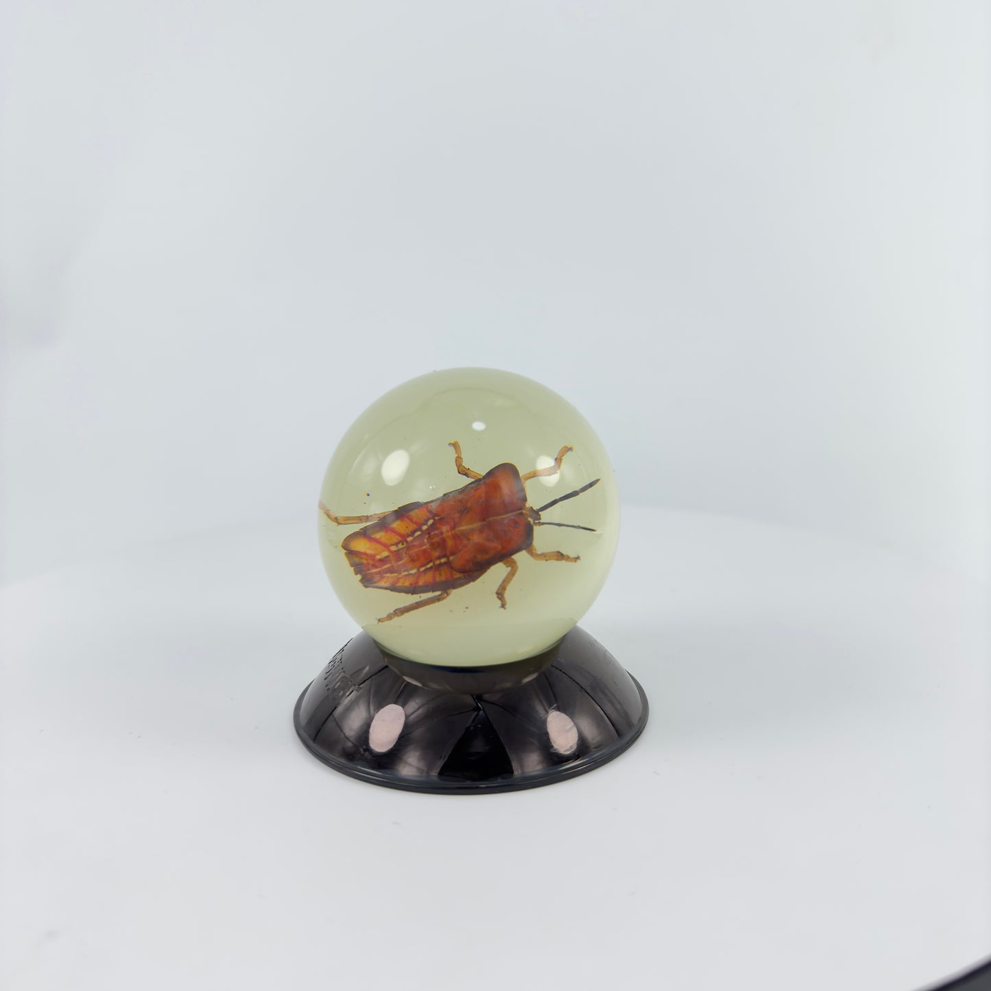 Transparent Resin Encapsulated Bee with Night Light