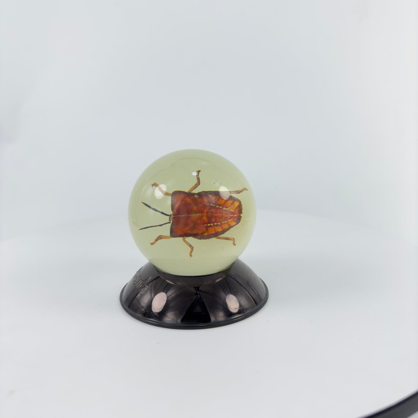 Transparent Resin Encapsulated Bee with Night Light