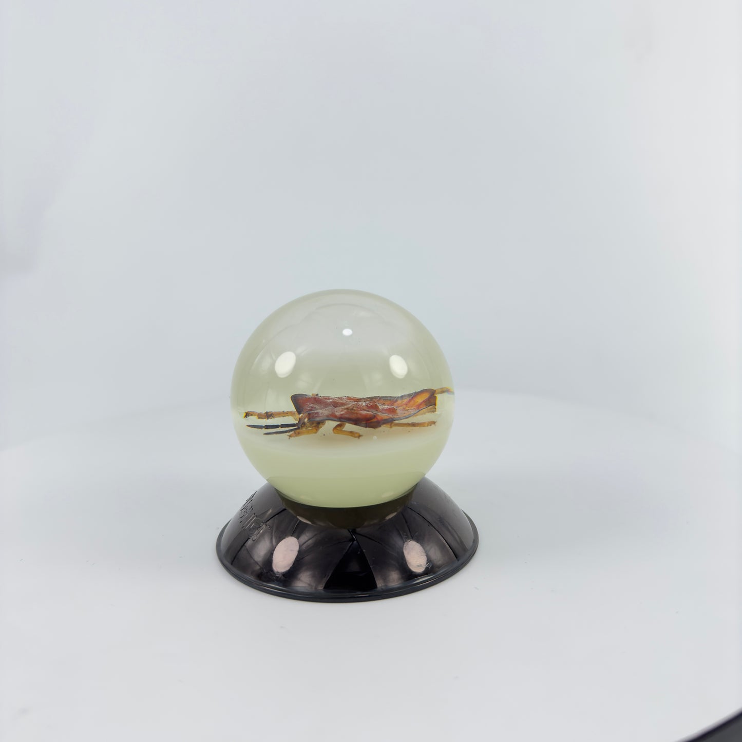 Transparent Resin Encapsulated Bee with Night Light
