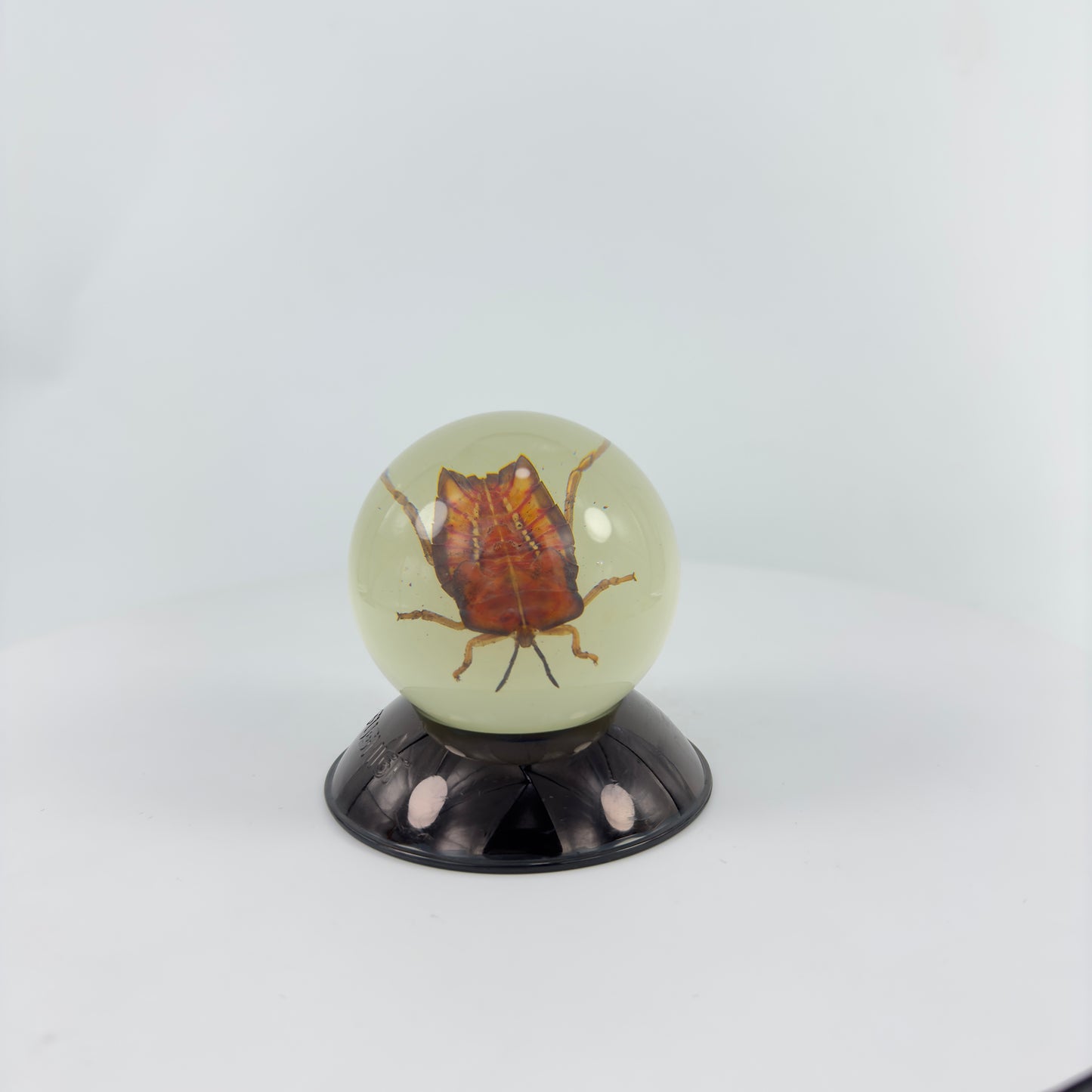 Transparent Resin Encapsulated Bee with Night Light
