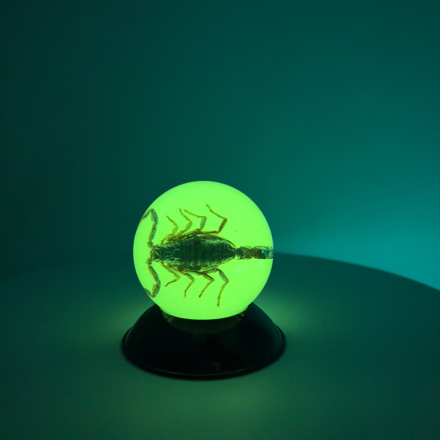 Transparent Resin Encapsulated Insect with Night Light