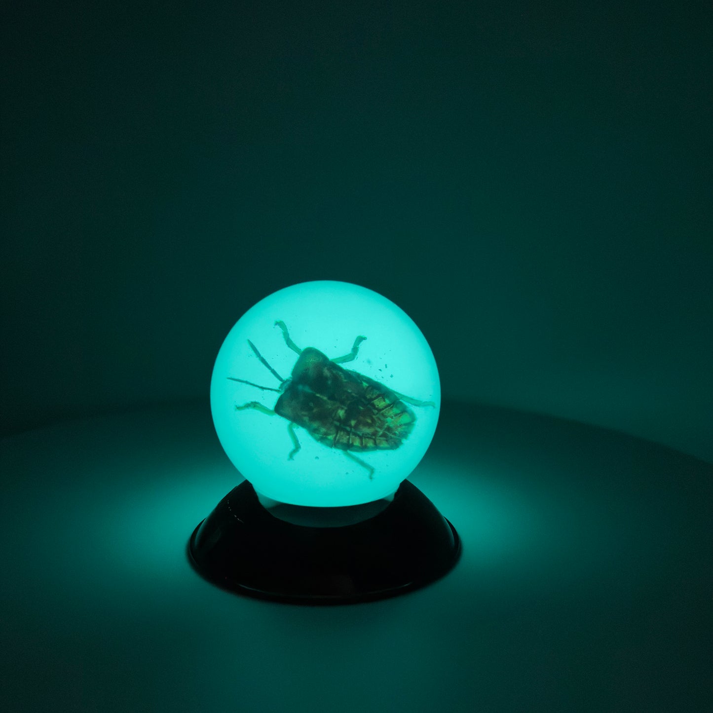 Transparent Resin Encapsulated Bee with Night Light