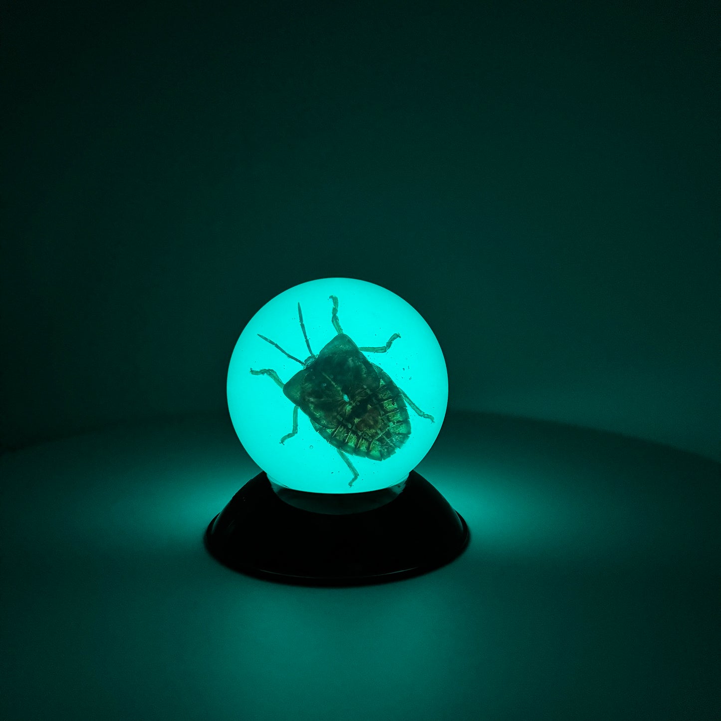 Transparent Resin Encapsulated Bee with Night Light