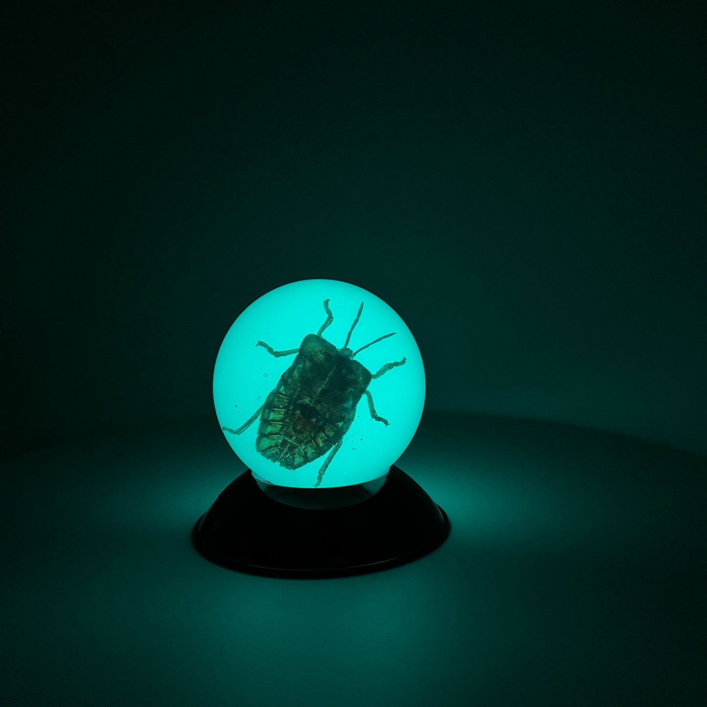 Transparent Resin Encapsulated Bee with Night Light