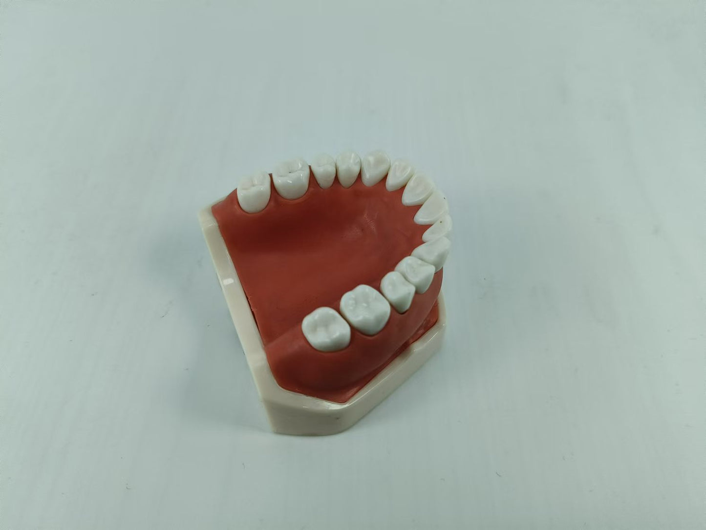 CLEAR BASE DENTAL TYPODONT IMPLANT TEETH MODE TOOTH MODEL
