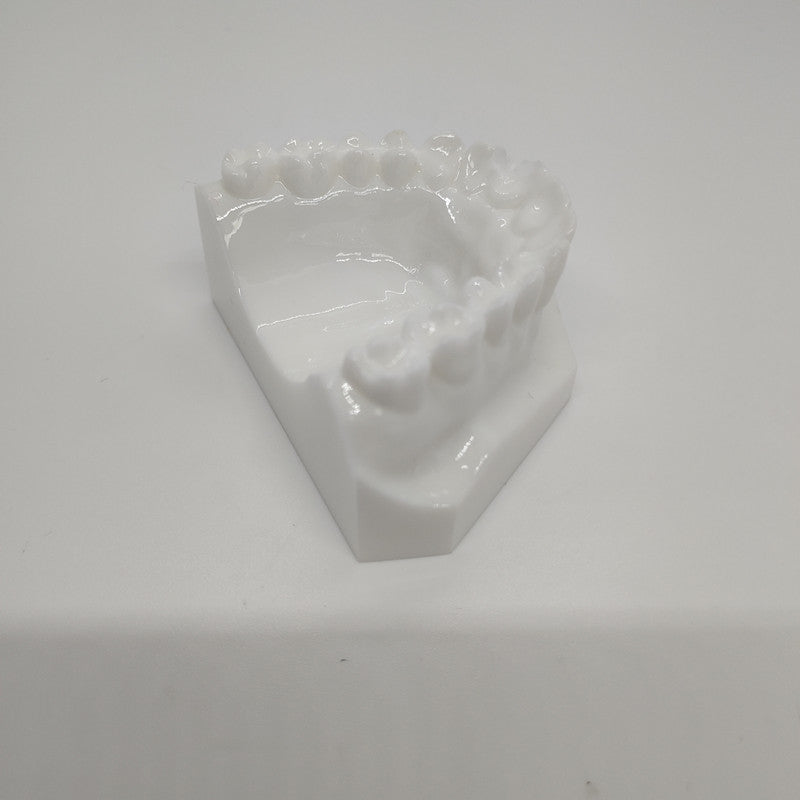 POLY RESIN 1:1 DENTAL TEETH MODEL WHITE COLOR