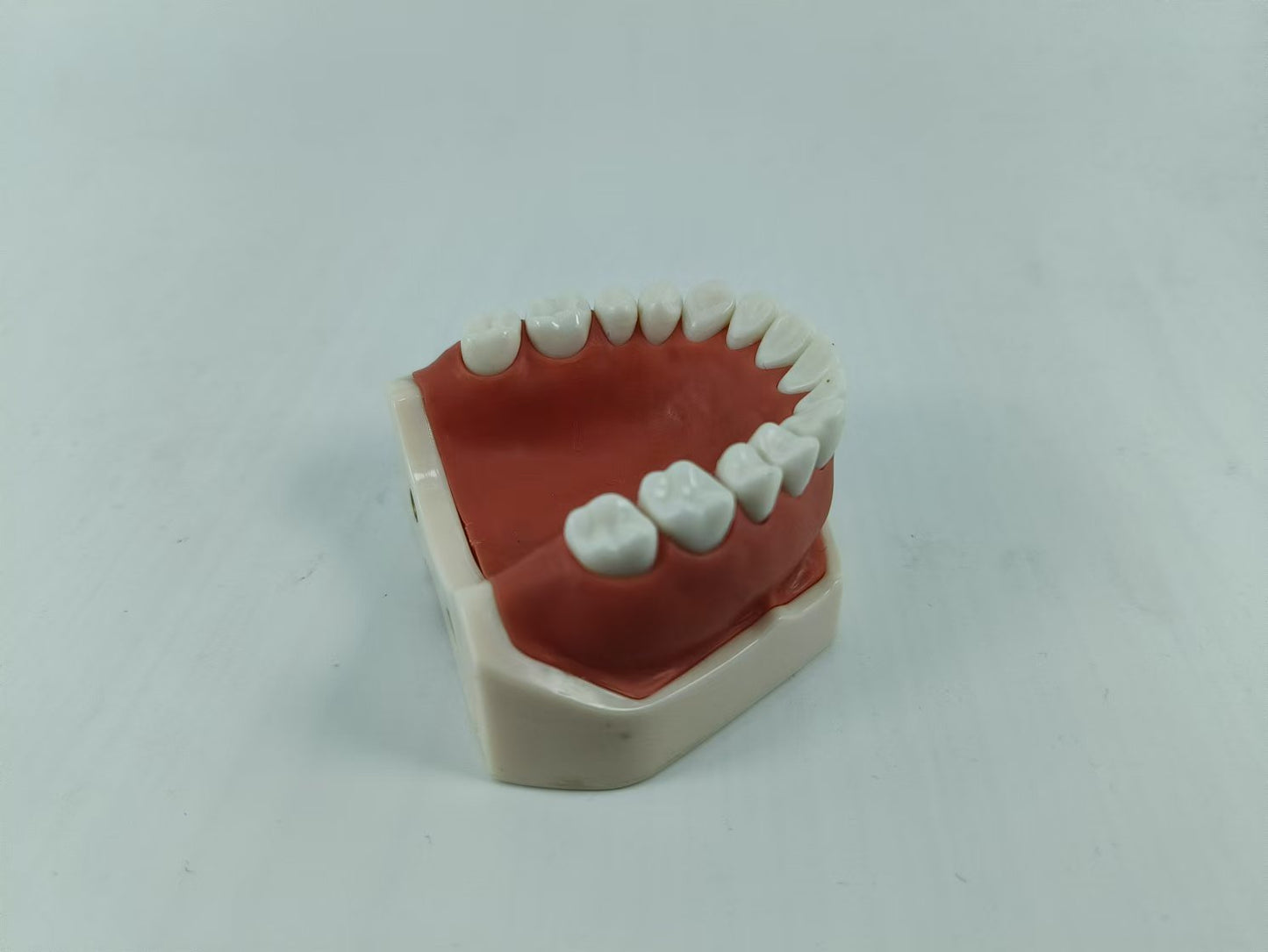 CLEAR BASE DENTAL TYPODONT IMPLANT TEETH MODE TOOTH MODEL