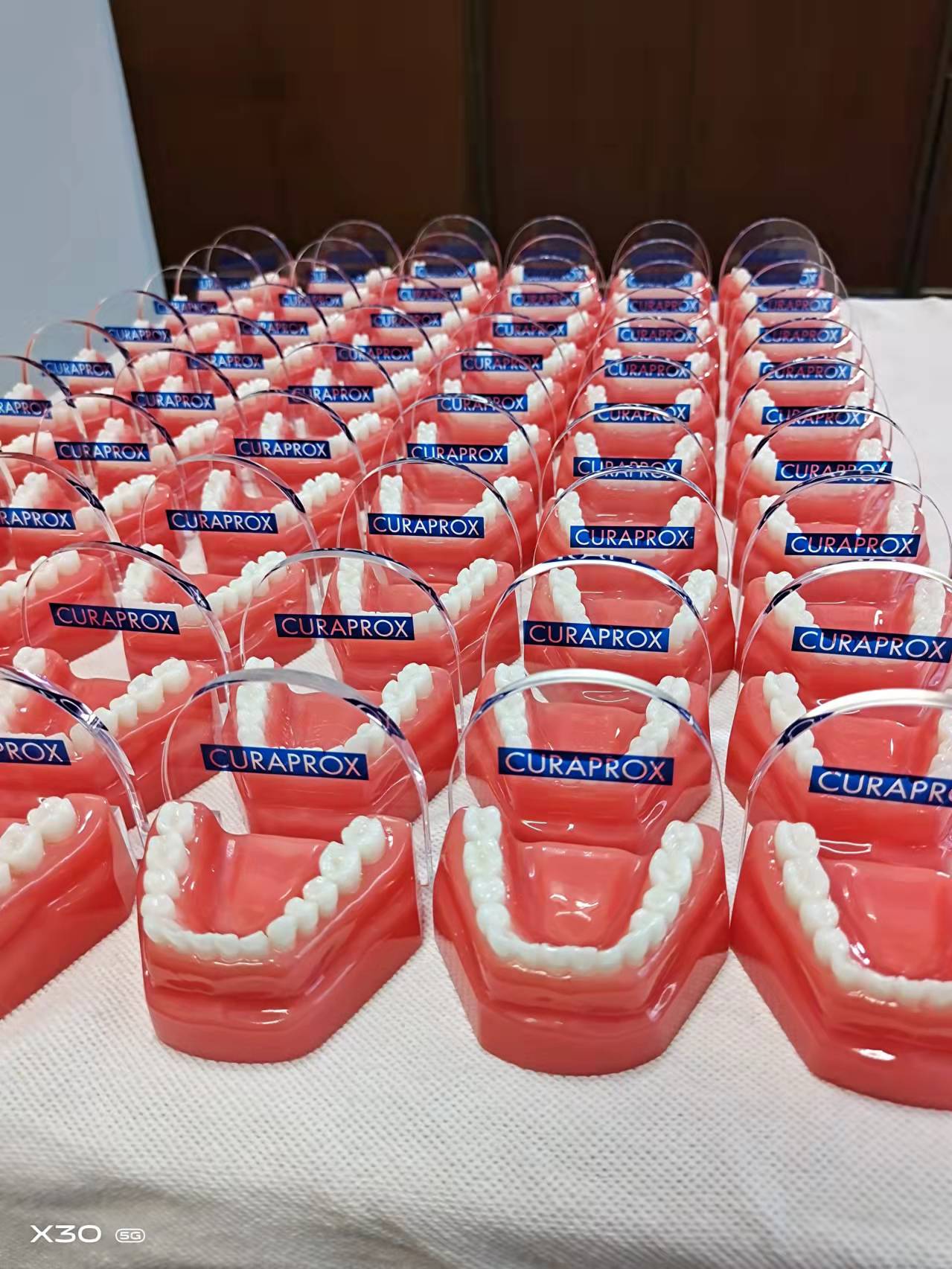 CLEAR RESIN 1:1 DENTAL TOOTH MODEL WITH ACRYLIC LOGO SIGN