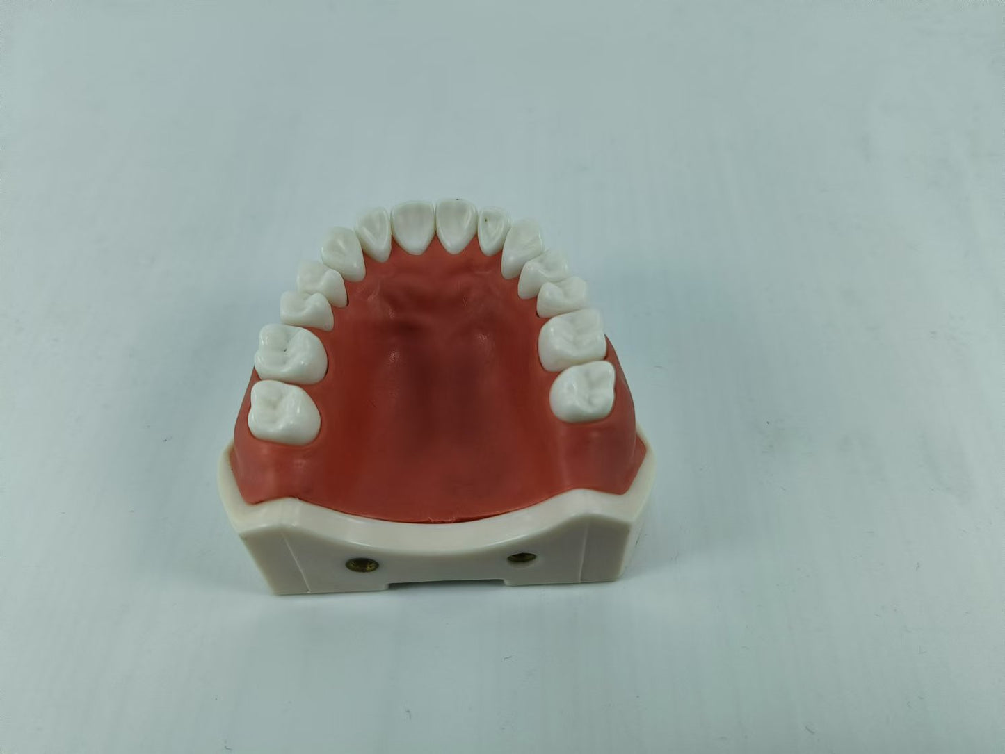 CLEAR BASE DENTAL TYPODONT IMPLANT TEETH MODE TOOTH MODEL