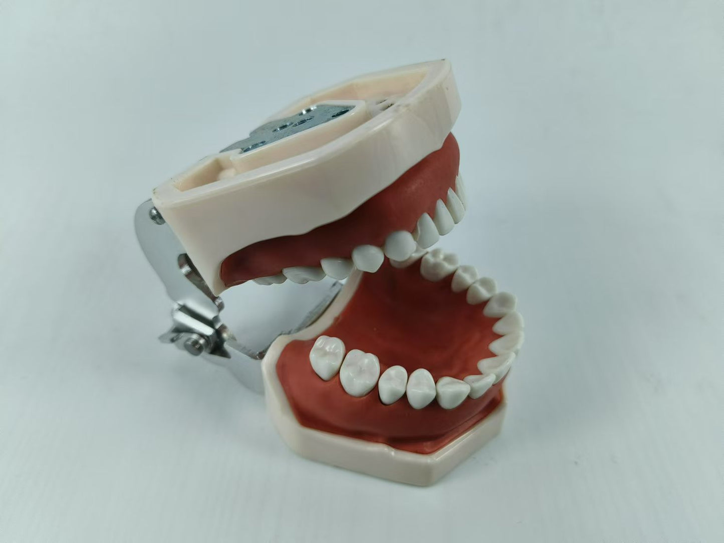 TYPODONT TEETH MODEL WITH REMOVABLE TEETH, 28 TEETH