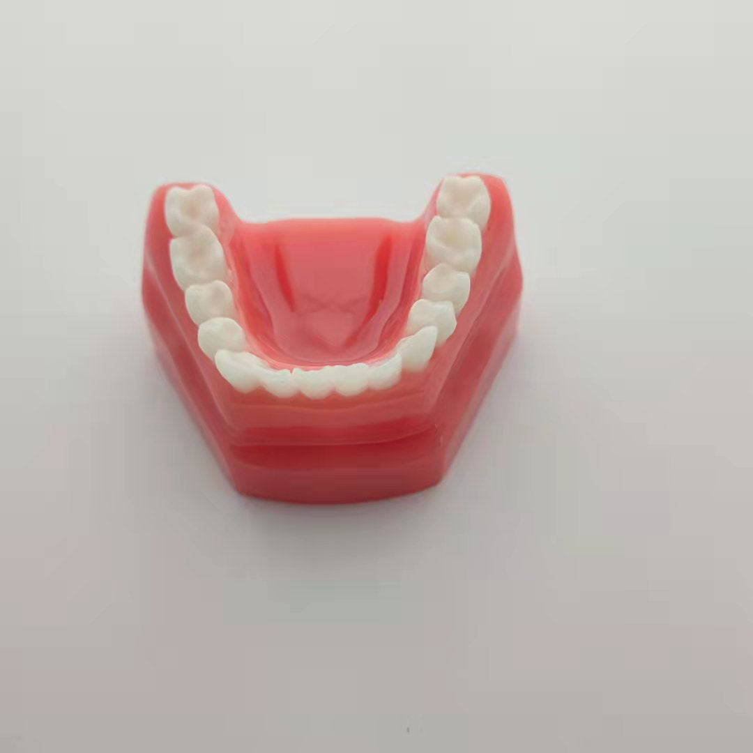 CLEAR RESIN DENTAL TEETH MODEL 1:1