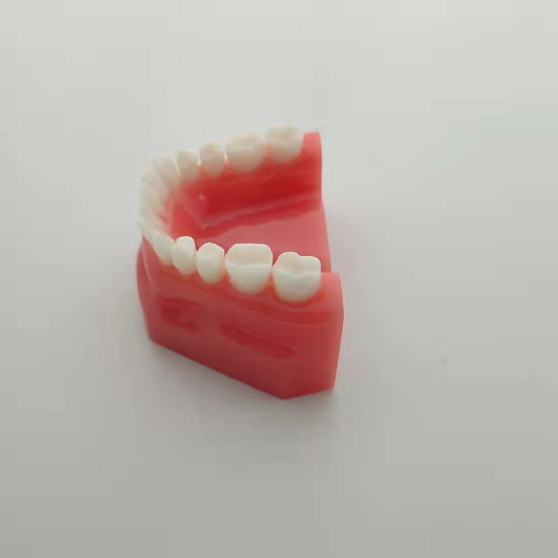 CLEAR RESIN DENTAL TEETH MODEL 1:1