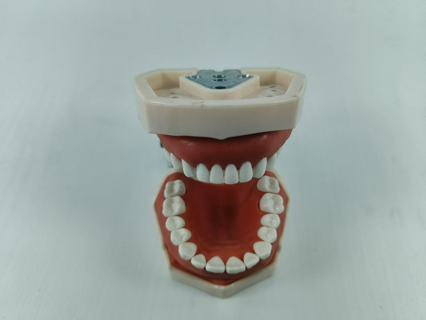 TYPODONT TEETH MODEL WITH REMOVABLE TEETH, 28 TEETH