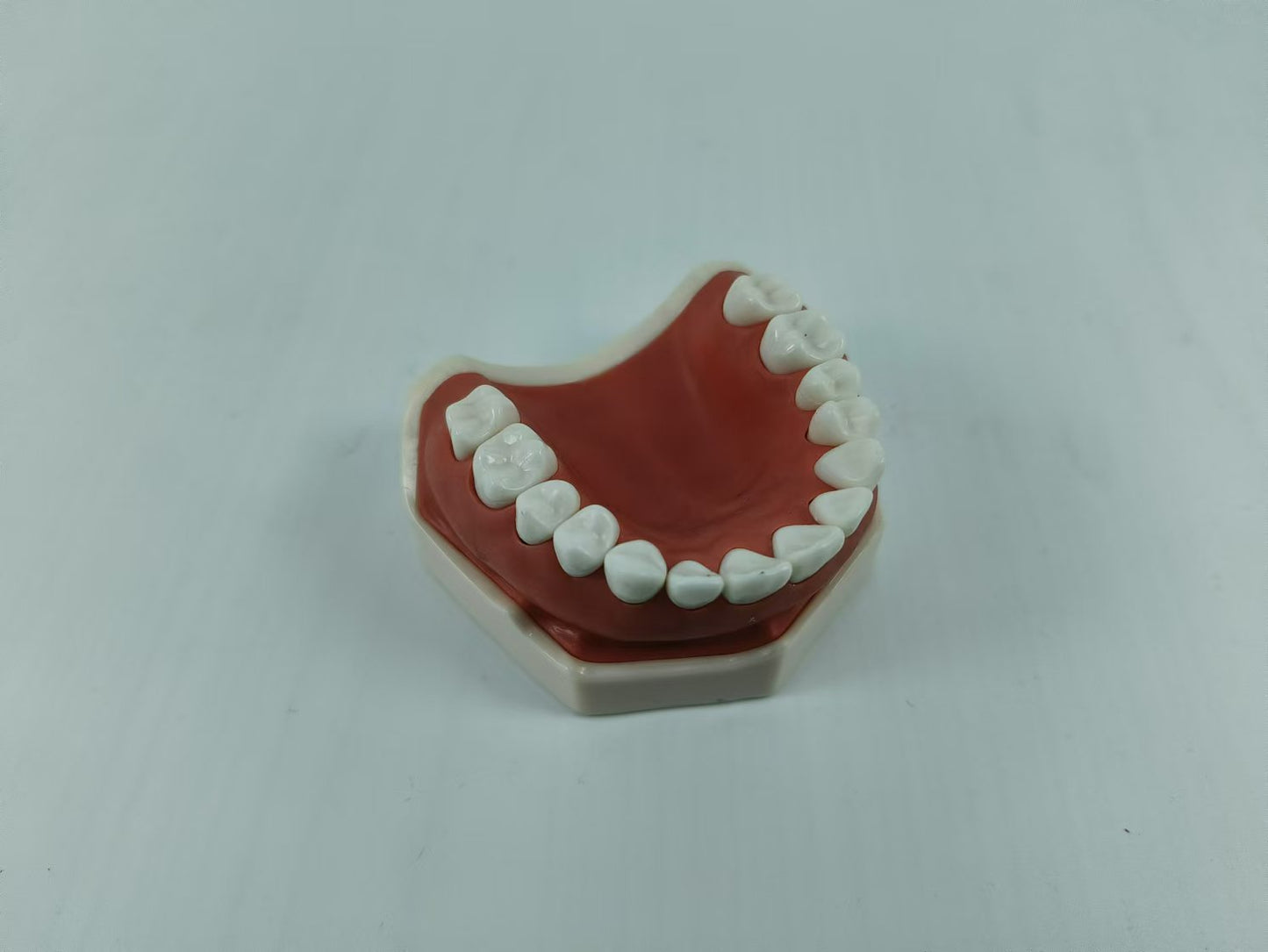CLEAR BASE DENTAL TYPODONT IMPLANT TEETH MODE TOOTH MODEL