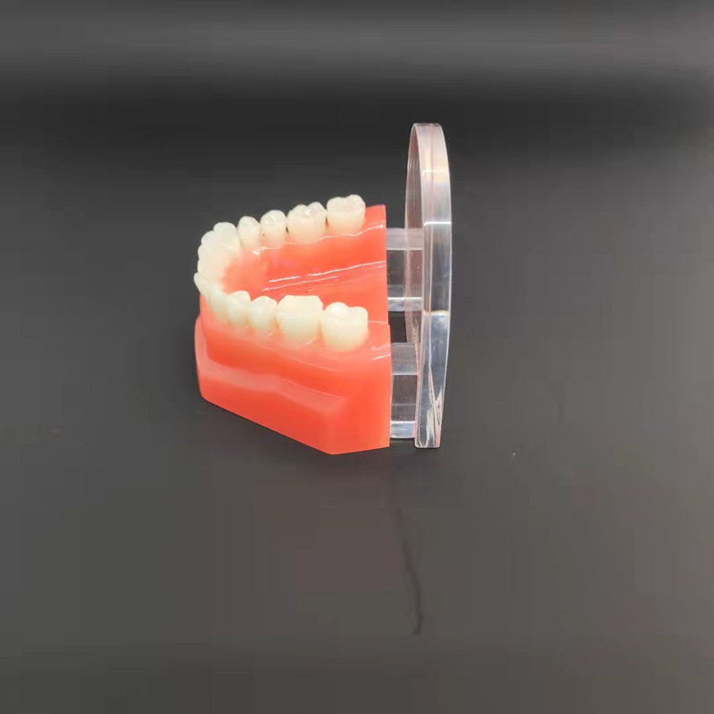 CLEAR RESIN 1:1 DENTAL TOOTH MODEL WITH ACRYLIC LOGO SIGN