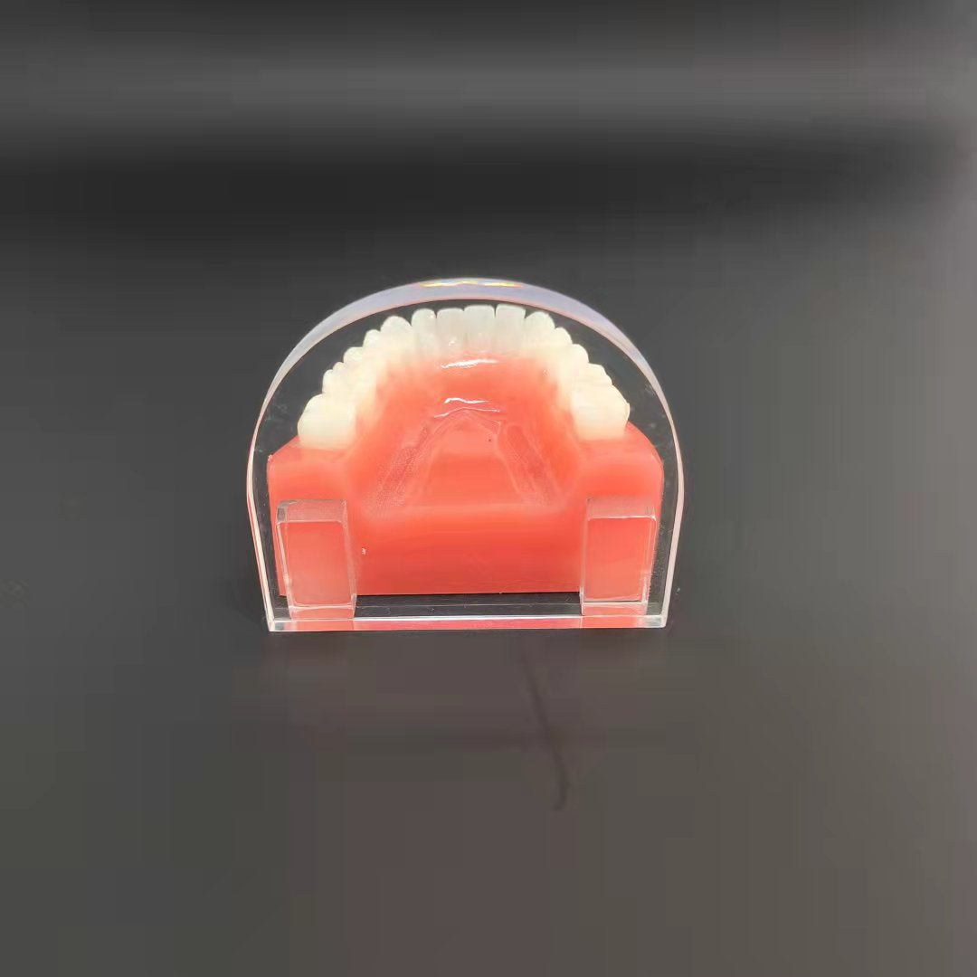 CLEAR RESIN 1:1 DENTAL TOOTH MODEL WITH ACRYLIC LOGO SIGN
