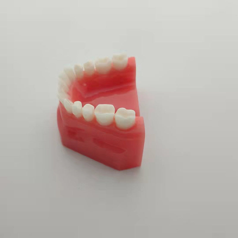 CLEAR RESIN DENTAL TEETH MODEL 1:1