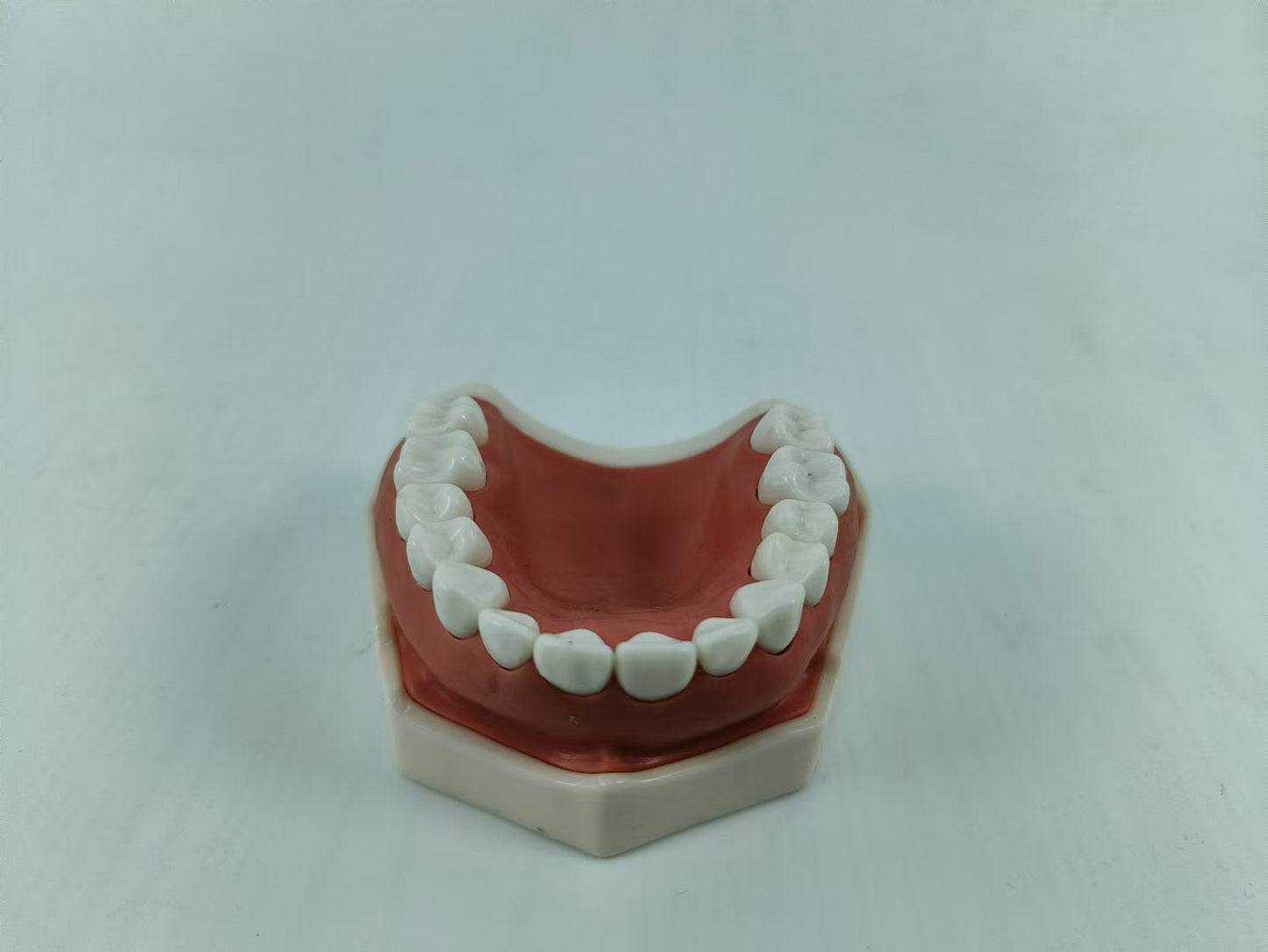 CLEAR BASE DENTAL TYPODONT IMPLANT TEETH MODE TOOTH MODEL
