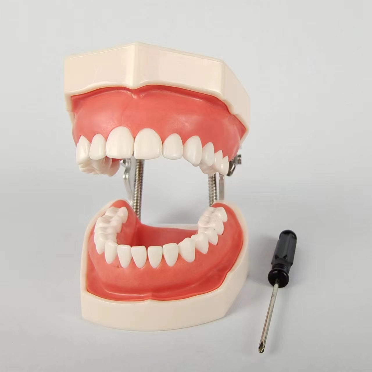 TYPODONT TEETH MODEL WITH REMOVABLE TEETH, 28 TEETH