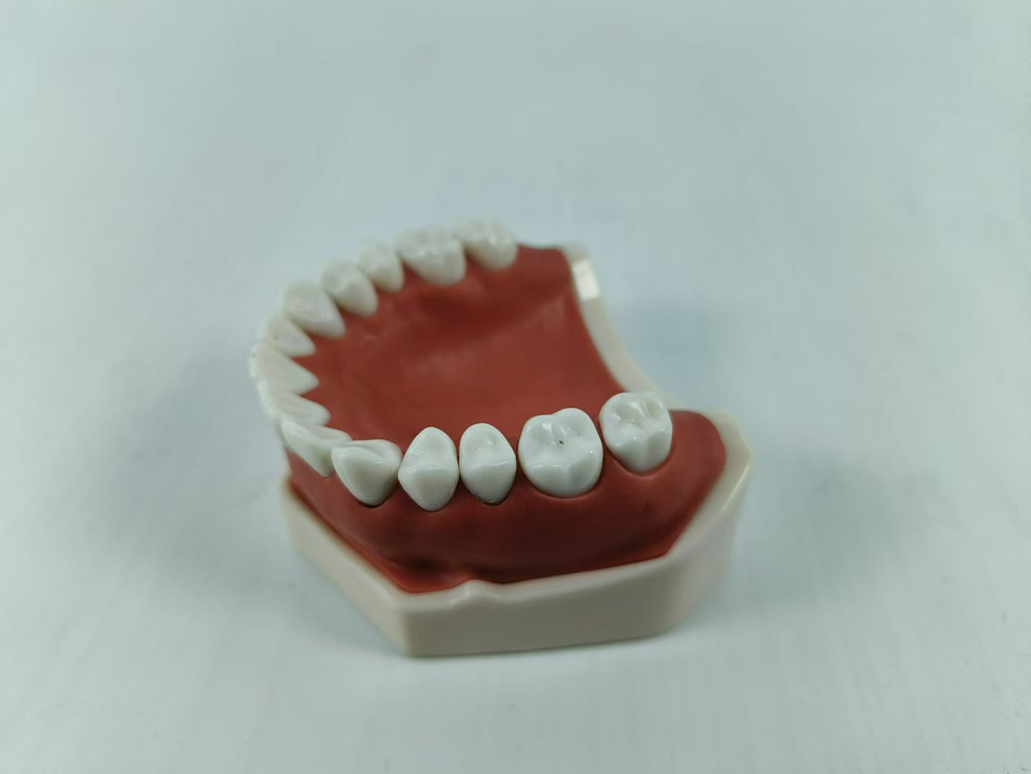 CLEAR BASE DENTAL TYPODONT IMPLANT TEETH MODE TOOTH MODEL