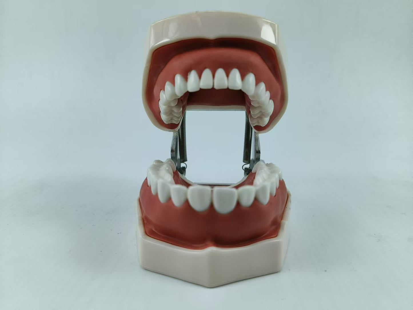 TYPODONT TEETH MODEL WITH REMOVABLE TEETH, 28 TEETH
