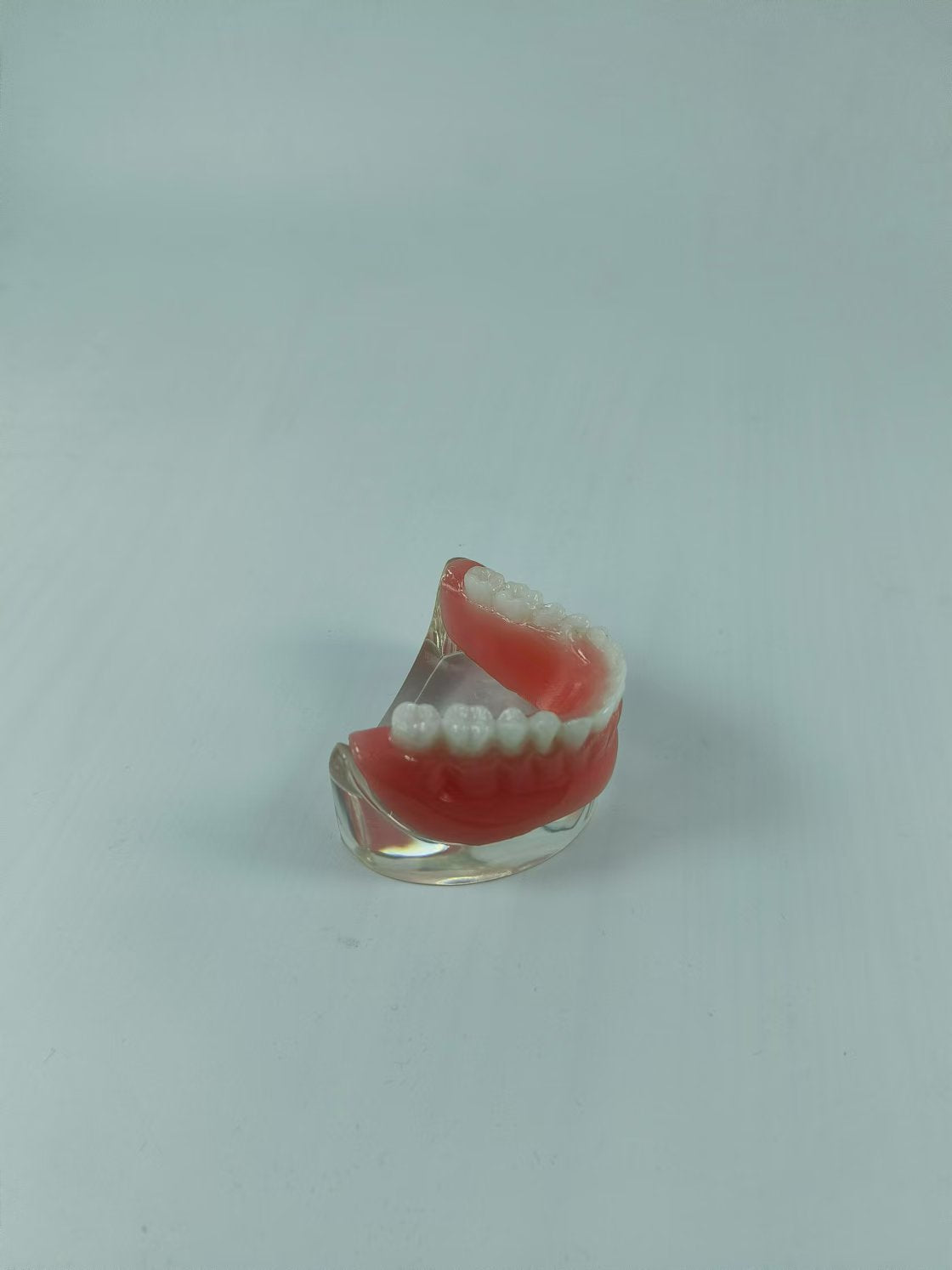 CLEAR BASE DENTAL TYPODONT IMPLANT TEETH MODE TOOTH MODEL FOR EDUCATION & STUDY