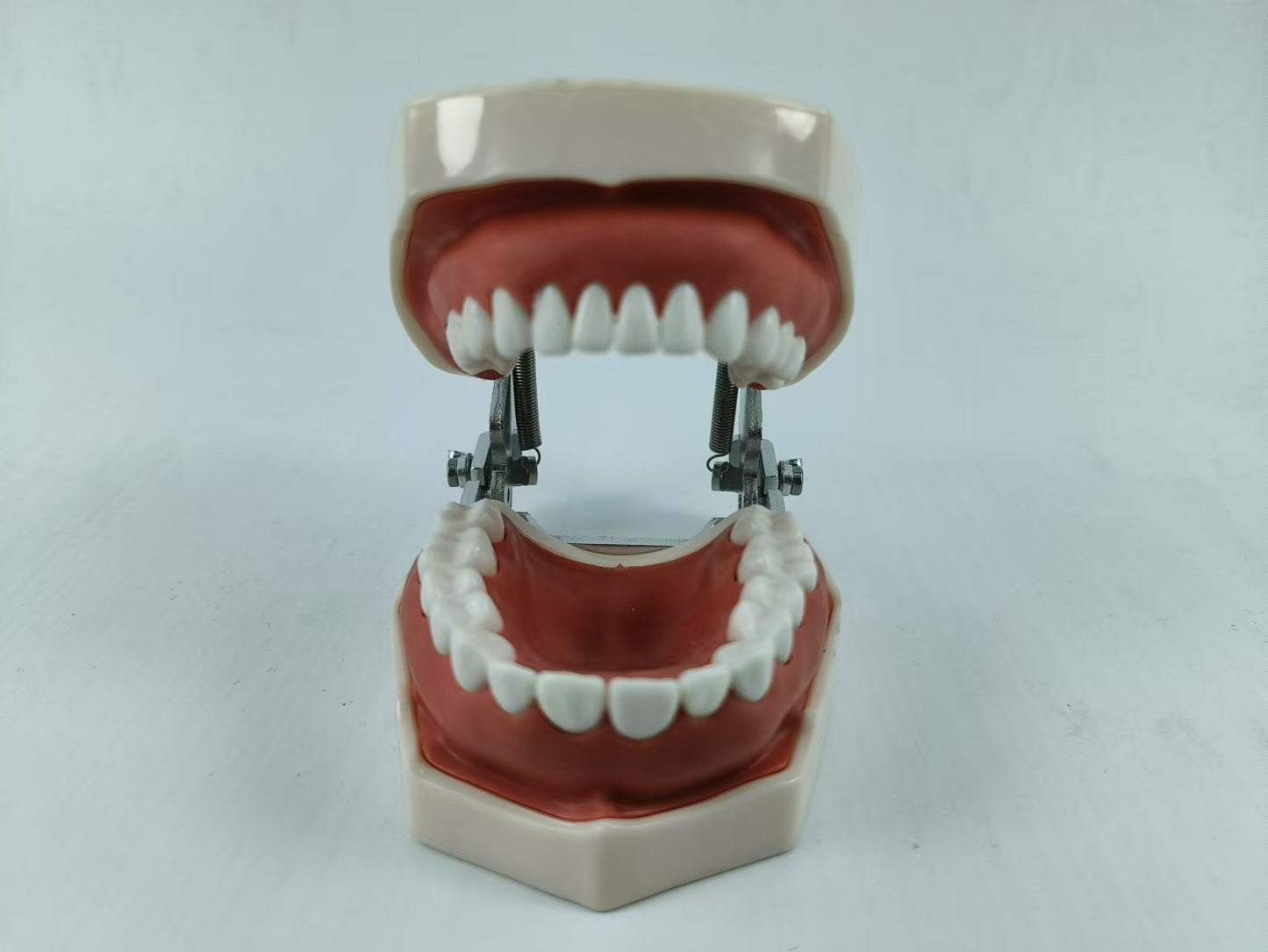 TYPODONT TEETH MODEL WITH REMOVABLE TEETH, 28 TEETH