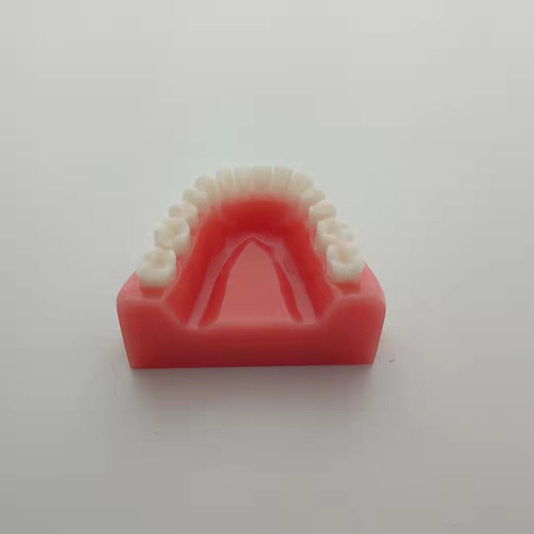 CLEAR RESIN DENTAL TEETH MODEL 1:1