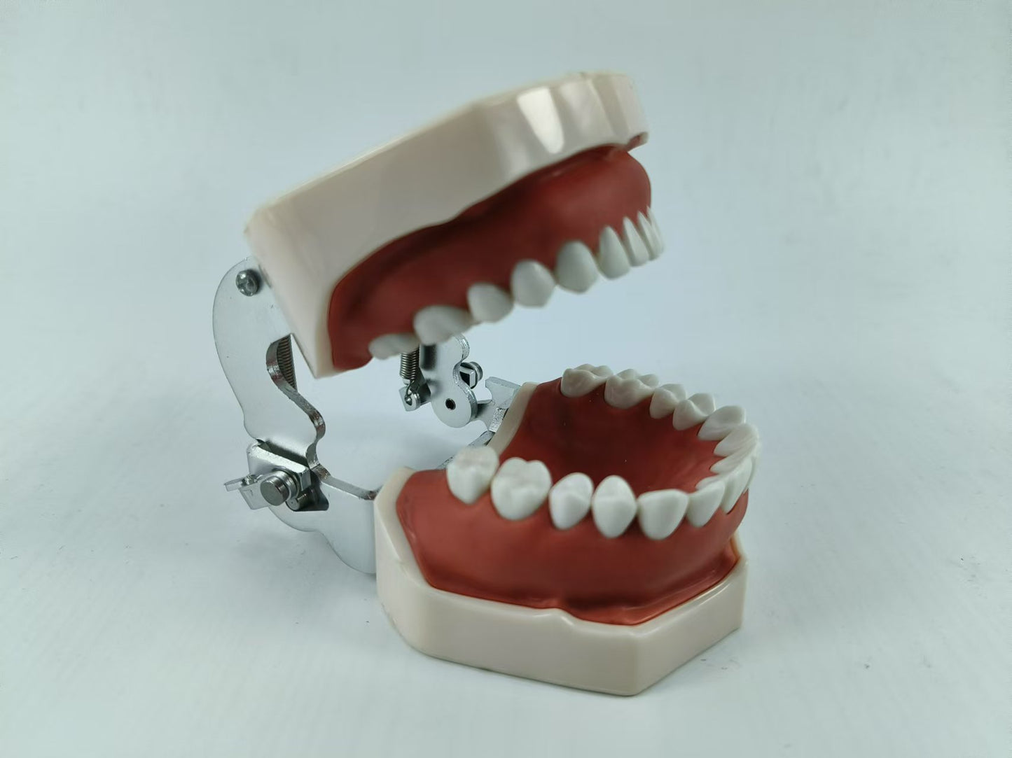 TYPODONT TEETH MODEL WITH REMOVABLE TEETH, 28 TEETH