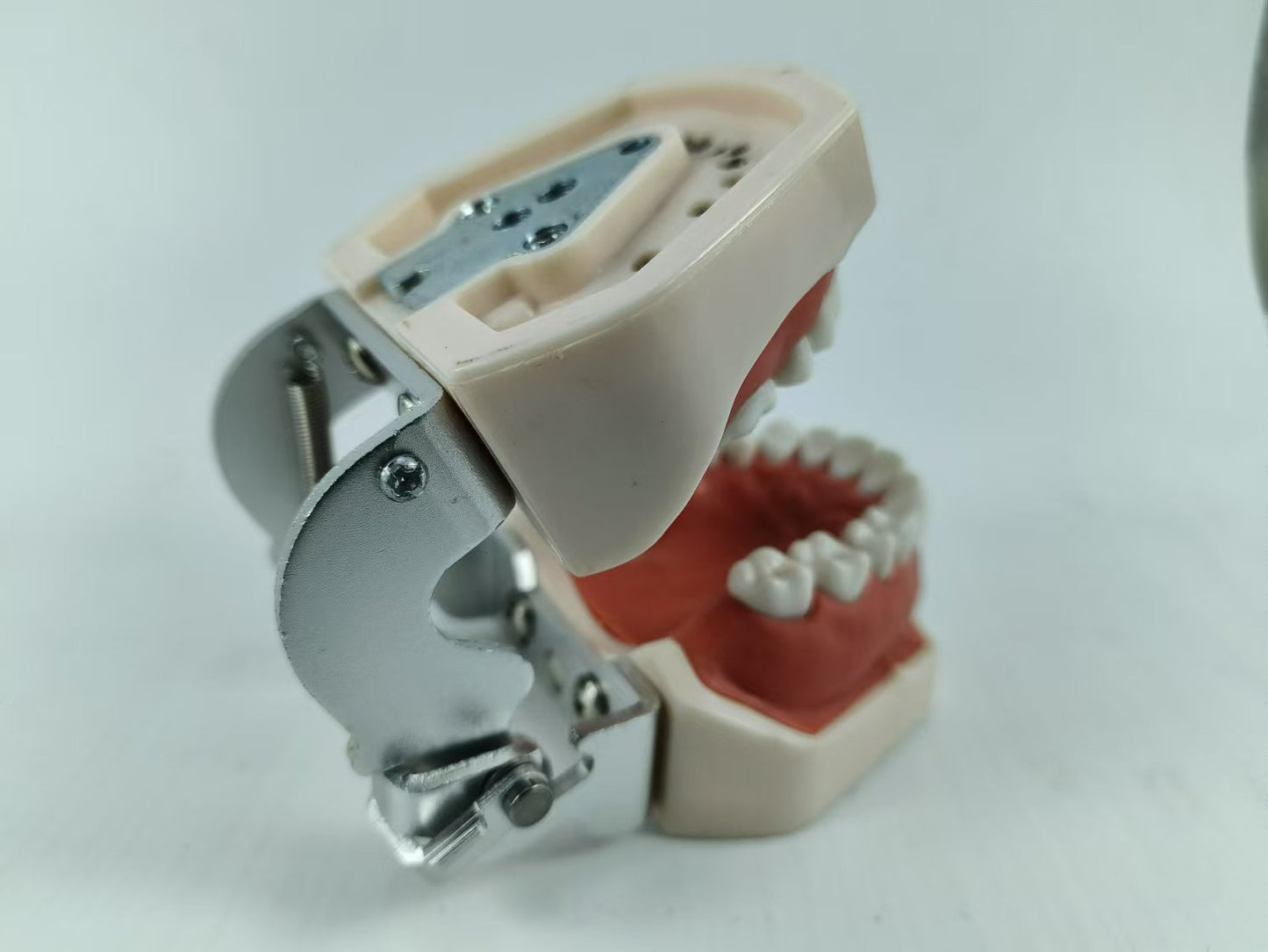 TYPODONT TEETH MODEL WITH REMOVABLE TEETH, 28 TEETH