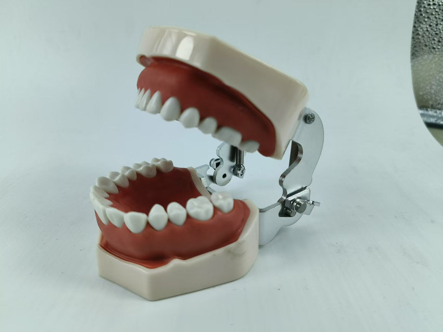 TYPODONT TEETH MODEL WITH REMOVABLE TEETH, 28 TEETH